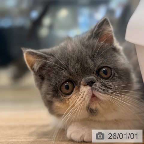 東京都のエキゾチック (ペットプラス アクアシティお台場店/2025年10月25日生まれ/女の子/ブルーパッチドタビーホワイト)の子猫の3枚目の画像