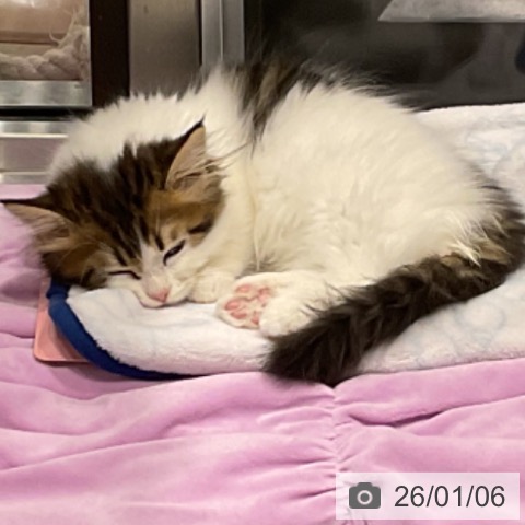 埼玉県のマンチカン (ペットプラス コクーンシティ店/2025年10月20日生まれ/男の子/ブラウンタビーホワイト)の子猫の3枚目の画像