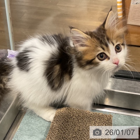 埼玉県のマンチカン (ペットプラス コクーンシティ店/2025年10月20日生まれ/男の子/ブラウンタビーホワイト)の子猫の4枚目の画像