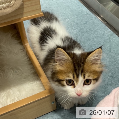 埼玉県のマンチカン (ペットプラス コクーンシティ店/2025年10月20日生まれ/男の子/ブラウンタビーホワイト)の子猫の3枚目の画像