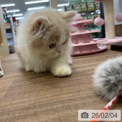 マンチカンの写真