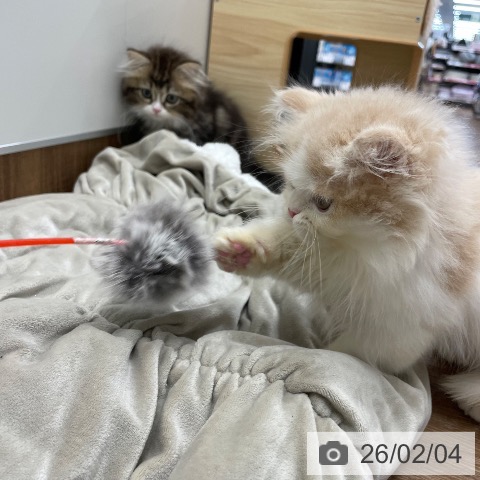 マンチカンの写真