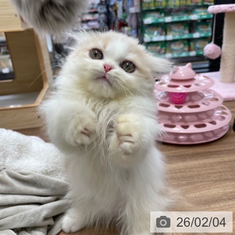 マンチカンの写真