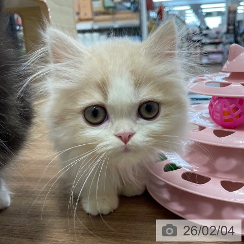 マンチカンの写真