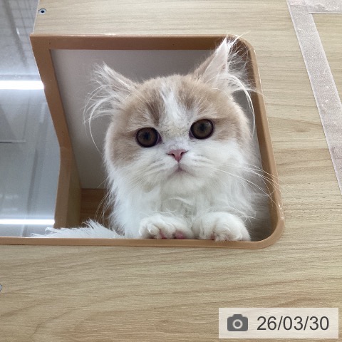 愛知県のマンチカン (ペットプラス 豊橋牧野店/2025年10月20日生まれ/男の子/クリームタビーホワイト)の子猫の4枚目の画像