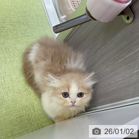 千葉県のマンチカン (ペットプラス 成田店/2025年10月20日生まれ/男の子/クリームタビーホワイト)の子猫の3枚目の画像