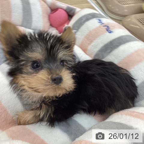 群馬県のヨークシャーテリア (ペットプラス 前橋店/2025年11月1日生まれ/男の子/スチールブルータン)の子犬の3枚目の画像