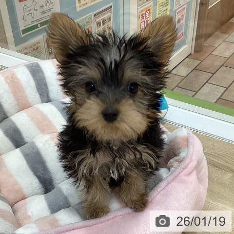 群馬県のヨークシャーテリア (ペットプラス 前橋店/2025年11月1日生まれ/男の子/スチールブルータン)の子犬の3枚目の画像