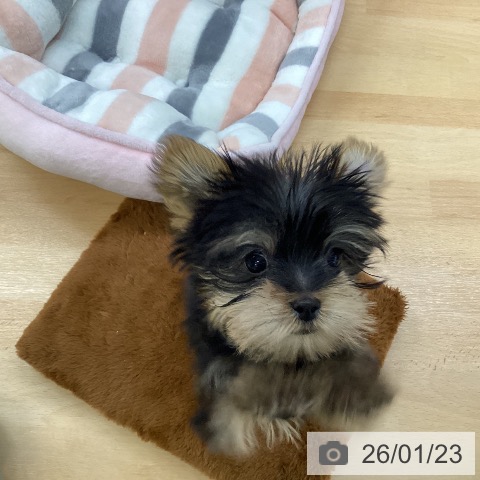 埼玉県のヨークシャーテリア (ペットプラス 羽生店/2025年11月1日生まれ/男の子/スチールブルータン)の子犬の4枚目の画像