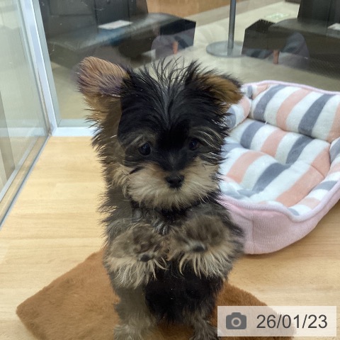 埼玉県のヨークシャーテリア (ペットプラス 羽生店/2025年11月1日生まれ/男の子/スチールブルータン)の子犬の3枚目の画像