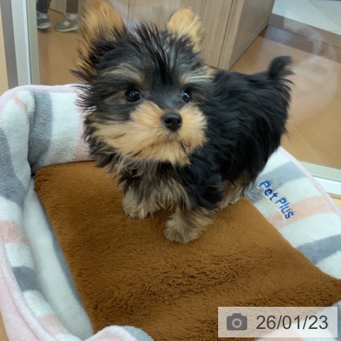 埼玉県のヨークシャーテリア (ペットプラス 浦和美園店/2025年11月1日生まれ/女の子/スチールブルータン)の子犬の4枚目の画像