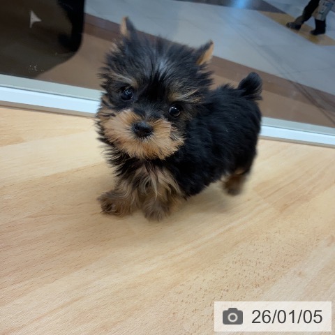 埼玉県のヨークシャーテリア (ペットプラス 浦和美園店/2025年11月1日生まれ/女の子/スチールブルータン)の子犬の3枚目の画像