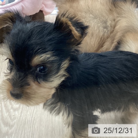 埼玉県のヨークシャーテリア (ペットプラス 川口店/2025年11月1日生まれ/女の子/スチールブルータン)の子犬の4枚目の画像