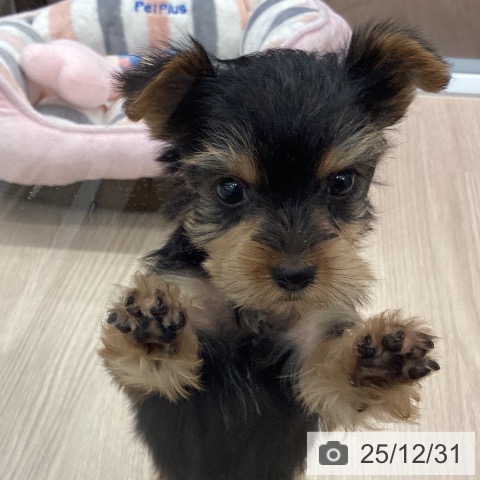 埼玉県のヨークシャーテリア (ペットプラス 川口店/2025年11月1日生まれ/女の子/スチールブルータン)の子犬の3枚目の画像