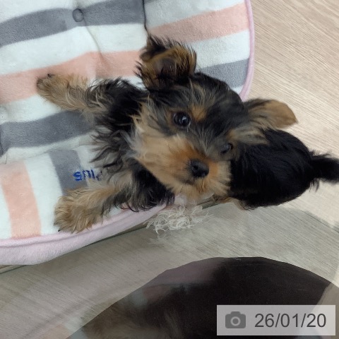 埼玉県のヨークシャーテリア (ペットプラス 川口店/2025年11月1日生まれ/女の子/スチールブルータン)の子犬の3枚目の画像