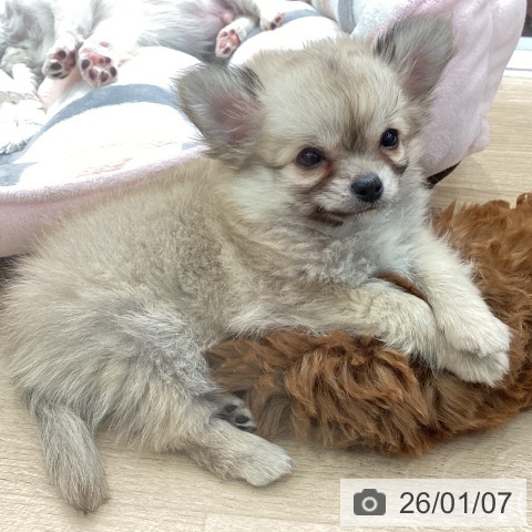 神奈川県のチワワ(ロング) (ペットプラス 天王町店/2025年10月31日生まれ/男の子/フォーン)の子犬の3枚目の画像