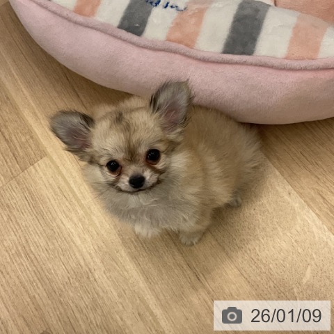 神奈川県のチワワ(ロング) (ペットプラス 天王町店/2025年10月31日生まれ/男の子/フォーン)の子犬の3枚目の画像