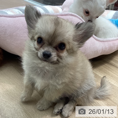 神奈川県のチワワ(ロング) (ペットプラス 天王町店/2025年10月31日生まれ/男の子/フォーン)の子犬の4枚目の画像