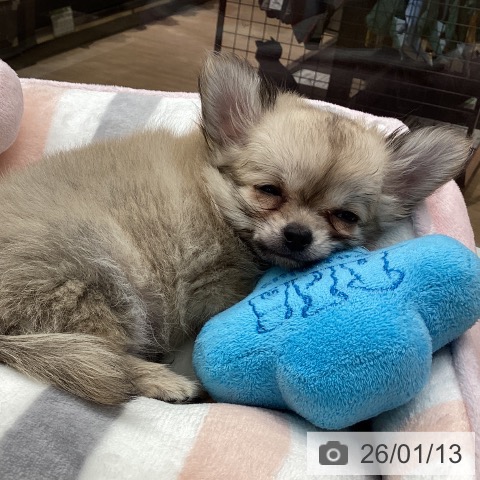 神奈川県のチワワ(ロング) (ペットプラス 天王町店/2025年10月31日生まれ/男の子/フォーン)の子犬の3枚目の画像