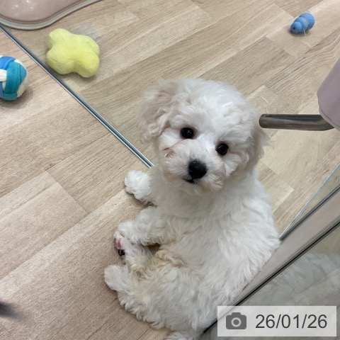 ビション・フリーゼの写真