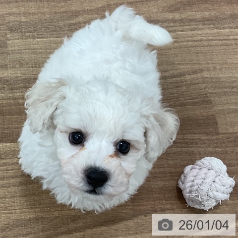 茨城県のビションフリーゼ (ペッツワン 古河店/2025年10月31日生まれ/男の子/ホワイト)の子犬の3枚目の画像