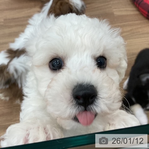 群馬県のビションフリーゼ (ペットプラス イオンモール太田店/2025年10月31日生まれ/男の子/ホワイト)の子犬の3枚目の画像