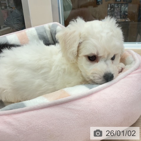 埼玉県のビションフリーゼ (ペットプラス 上尾店/2025年10月31日生まれ/男の子/ホワイト)の子犬の3枚目の画像