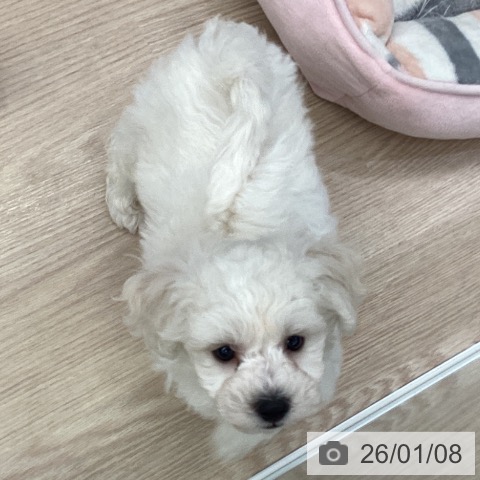 埼玉県のビションフリーゼ (ペットプラス 上尾店/2025年10月31日生まれ/男の子/ホワイト)の子犬の4枚目の画像