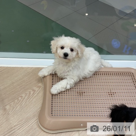 埼玉県のビションフリーゼ (ペットプラス 上尾店/2025年10月31日生まれ/男の子/ホワイト)の子犬の3枚目の画像