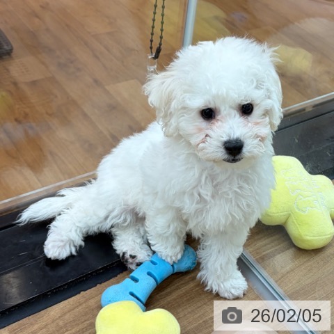 ビション・フリーゼの写真