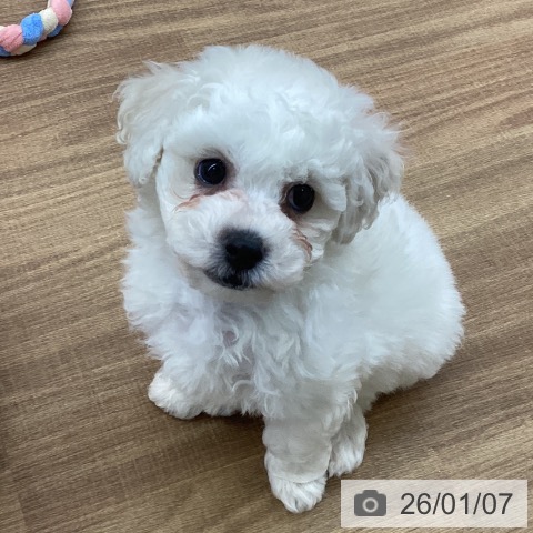 東京都のビションフリーゼ (ペッツワン 青梅インター店/2025年10月31日生まれ/男の子/ホワイト)の子犬の3枚目の画像