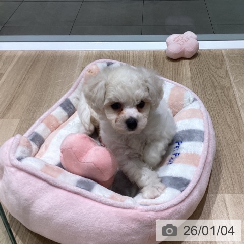 長野県のビションフリーゼ (ペットプラス 須坂店/2025年10月31日生まれ/女の子/ホワイト)の子犬の3枚目の画像