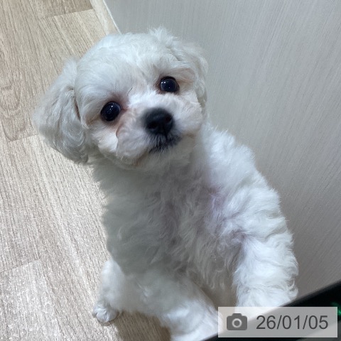 長野県のビションフリーゼ (ペットプラス 須坂店/2025年10月31日生まれ/女の子/ホワイト)の子犬の3枚目の画像