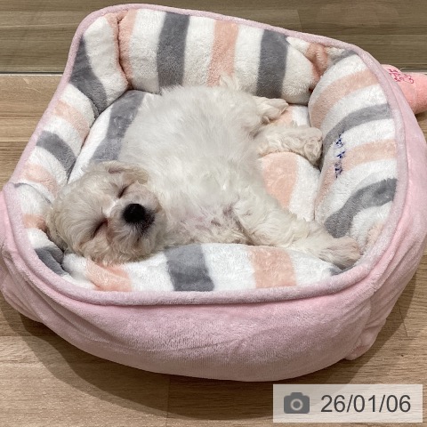 長野県のビションフリーゼ (ペットプラス 須坂店/2025年10月31日生まれ/女の子/ホワイト)の子犬の3枚目の画像