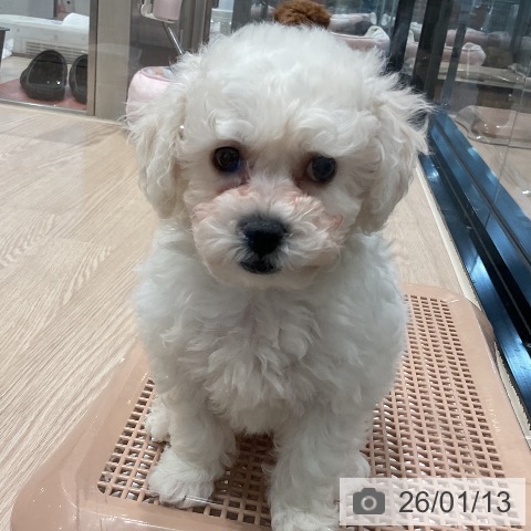 ビション・フリーゼの写真