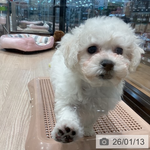 ビション・フリーゼの写真