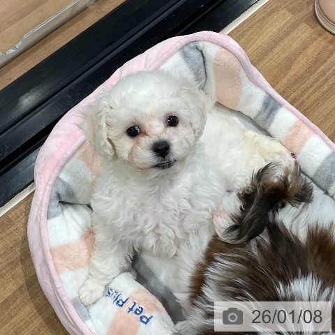 ビション・フリーゼの写真