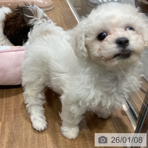 ビション・フリーゼの写真