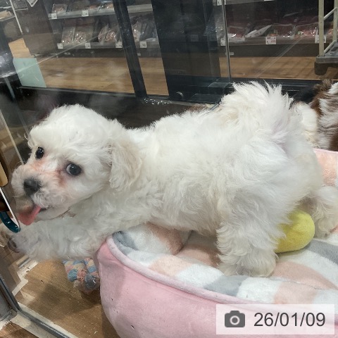 埼玉県のビションフリーゼ (ペッツワン 新座店/2025年10月31日生まれ/女の子/ホワイト)の子犬の4枚目の画像