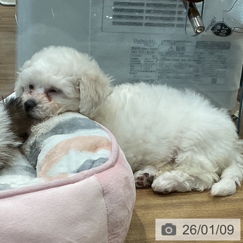 埼玉県のビションフリーゼ (ペッツワン 新座店/2025年10月31日生まれ/女の子/ホワイト)の子犬の3枚目の画像