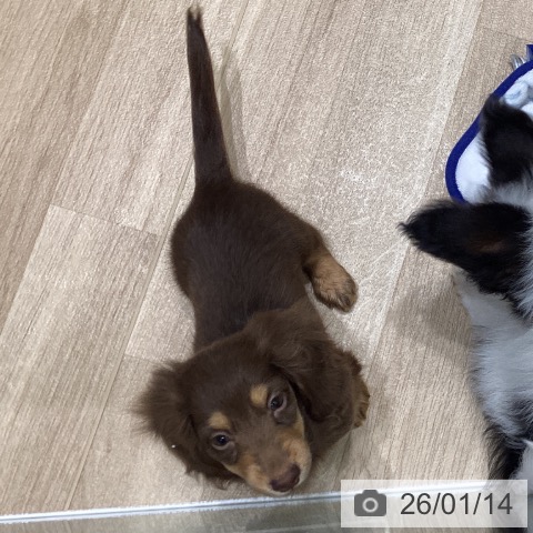 岩手県のカニンヘンダックスフンド(ロング) (ペットプラス 盛岡南店/2025年10月24日生まれ/男の子/チョコレートタン)の子犬の3枚目の画像