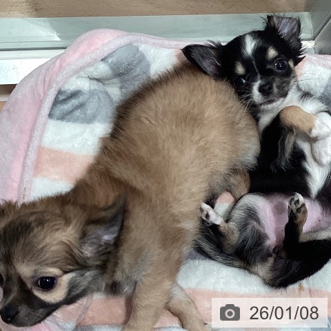 神奈川県のチワワ(ロング) (ペットプラス 海老名店/2025年10月27日生まれ/女の子/レッドホワイト)の子犬の4枚目の画像