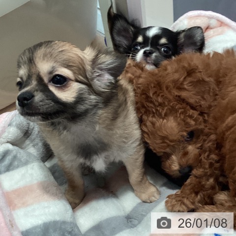 神奈川県のチワワ(ロング) (ペットプラス 海老名店/2025年10月27日生まれ/女の子/レッドホワイト)の子犬の3枚目の画像