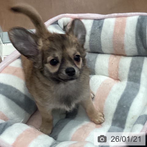 神奈川県のチワワ(ロング) (ペットプラス 海老名店/2025年10月27日生まれ/女の子/レッドホワイト)の子犬の4枚目の画像