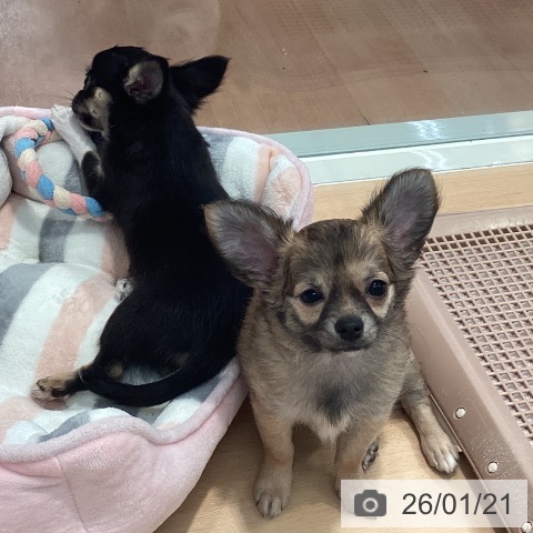 神奈川県のチワワ(ロング) (ペットプラス 海老名店/2025年10月27日生まれ/女の子/レッドホワイト)の子犬の3枚目の画像