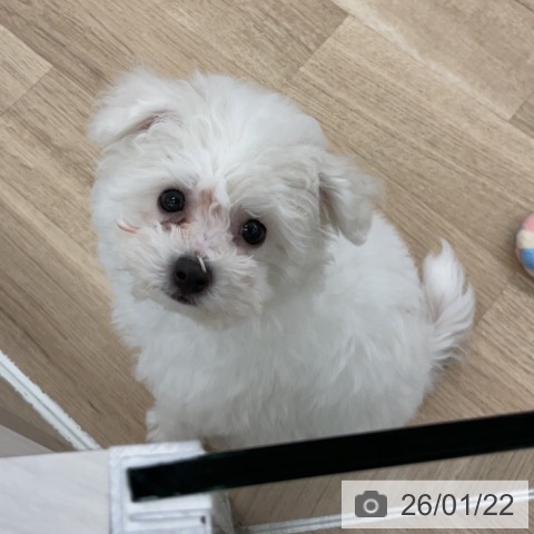 ビション・フリーゼの写真