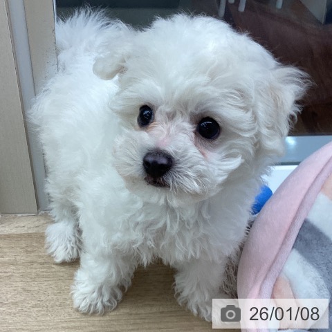 千葉県のビションフリーゼ (ペットプラス 船橋店/2025年11月1日生まれ/男の子/ホワイト)の子犬の4枚目の画像