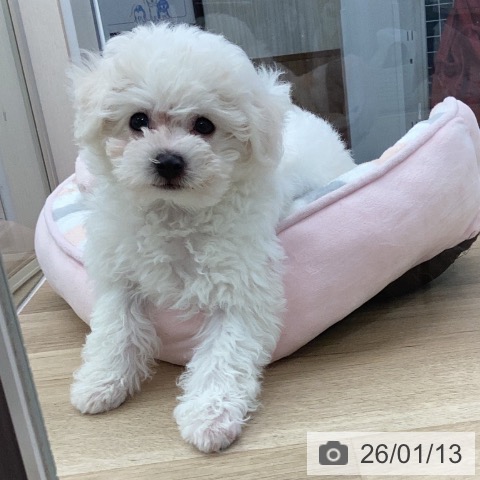 千葉県のビションフリーゼ (ペットプラス 船橋店/2025年11月1日生まれ/男の子/ホワイト)の子犬の3枚目の画像