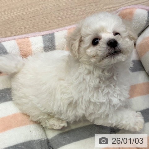 千葉県のビションフリーゼ (ペットプラス 幕張新都心店/2025年11月1日生まれ/男の子/ホワイト)の子犬の3枚目の画像