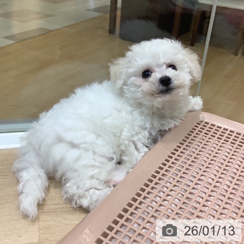 埼玉県のビションフリーゼ (ペットプラス ららぽーと新三郷店/2025年11月1日生まれ/女の子/ホワイト)の子犬の4枚目の画像